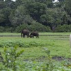 057 LOANGO Inyoungou Prairie avec Troupeau Elephants Loxodonta africana cyclotis et Philippe 12E5K2IMG_79050wtmk.jpg